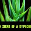 Signs of Hypocrite